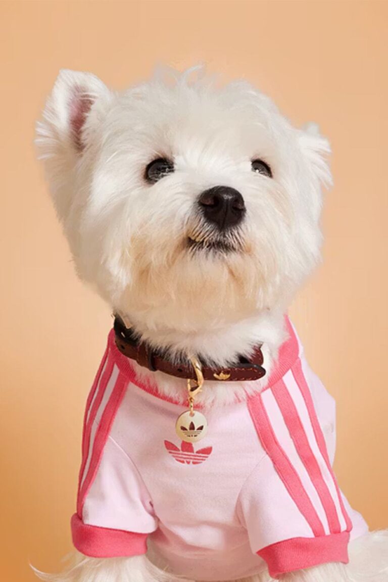 Adidas ha lanzado una nueva colección de otoño para mascotas. 1 tumblr 0a384bbbccdb9c8f331b422d0f65b85e 0e11f8a1 1280