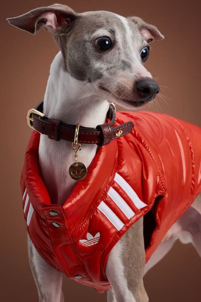 Adidas ha lanzado una nueva colección de otoño para mascotas. 5 tumblr 1a809deab7b2537daa0465cd2a80b044 a476f71f 1280