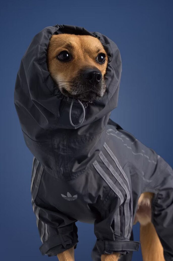 Adidas ha lanzado una nueva colección de otoño para mascotas. 7 tumblr 4543f54d34c911d2ec036c1db841f68e a4afa97e 1280