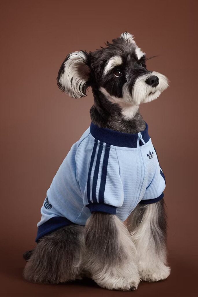 Adidas ha lanzado una nueva colección de otoño para mascotas. 10 tumblr ecf9b9b66bc8fdd0c4e9c9afb734b743 dae70be8 1280