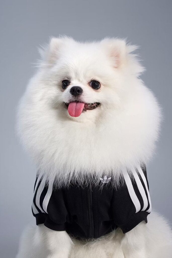 Adidas ha lanzado una nueva colección de otoño para mascotas. 11 tumblr ffa34a668396c35c1992d982a785e247 a92506cb 1280