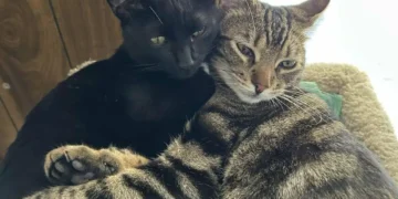 una parejita.r d.454 292 182861