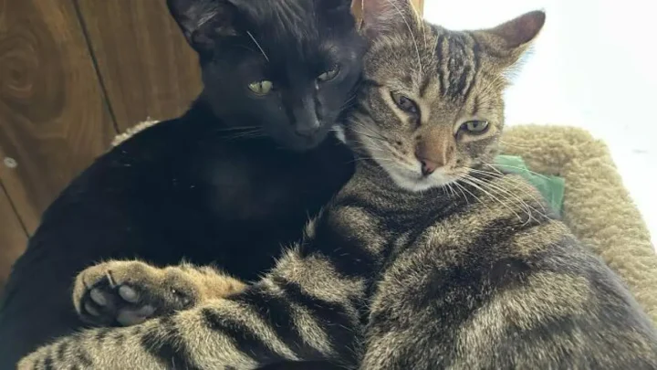 Un divorciado pagará la manutención de dos gatos hasta 10 años después de la separación. 3 una parejita.r d.454 292 182861