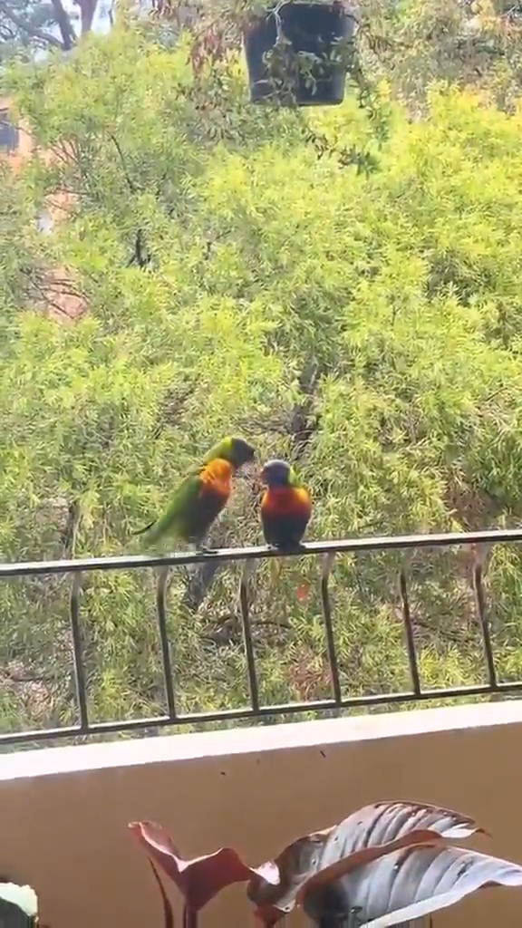 En todas las especies es lo mismo!!! 1 videoframe 1446 1