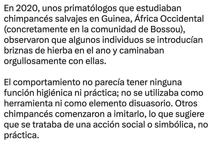 Los chimpancés se están metiendo hierba en sus gluteos, aparentemente como una tendencia de moda. 4 Captura de Pantalla 2025 11 09 a las 23.18.02