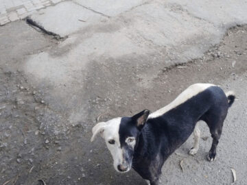 tumblr 8276f344ee1f558815da56149a6fdf1b 6de7c0cd 12801