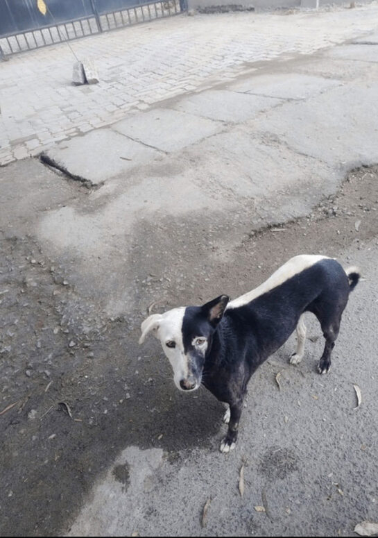 tumblr 8276f344ee1f558815da56149a6fdf1b 6de7c0cd 12801