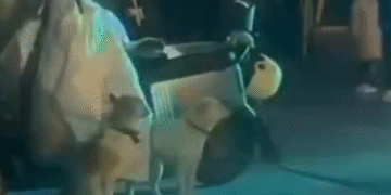 Captura de pantalla 2025 12 01 195502