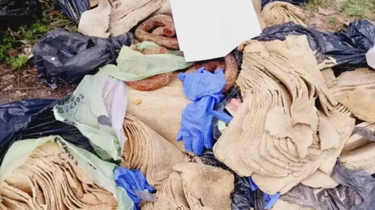 Decomisan "milanesas" hechas con papel higiénico y cartón. 6 sdfsdfsdf 2