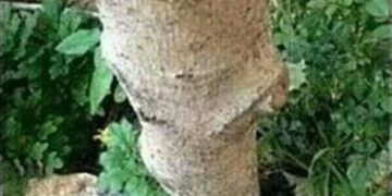 tumblr otivvugv5j1qzfebyo1 5001