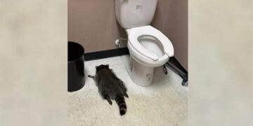 un mapache ebrio en virginia sorprende en una licoreria e6bad97c focus min0.01 min0.08 896 504