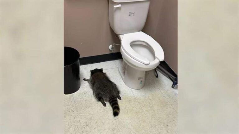 Un mapache se emborracha y es encontrado desmayado en el baño de una licorería. 1 un mapache ebrio en virginia sorprende en una licoreria e6bad97c focus min0.01 min0.08 896 504