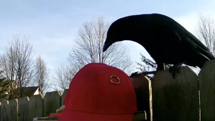 Un hombre ha enseñado a los cuervos a reconocer gorras MAGA en favor de Donald Trump: ahora las atacan como si fueran enemigos. 3 9908da83 0615 4a7a 8aff f26cf2b27bc5 16 9 discover aspect ratio default 01