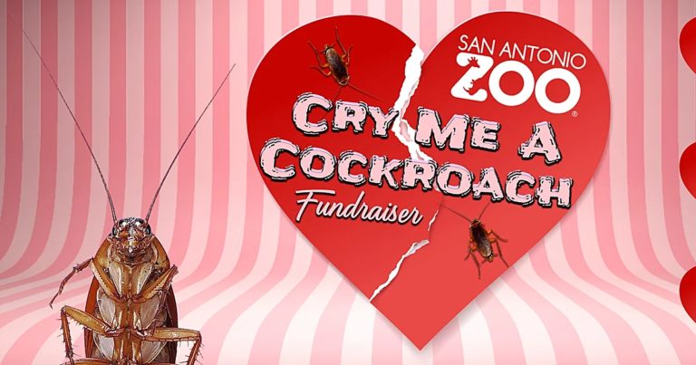 Un zoológico te ofrece poner el nombre de tu expareja a una rata o cucaracha que será devorada por otros animales... 1 sdfsdfssss 1