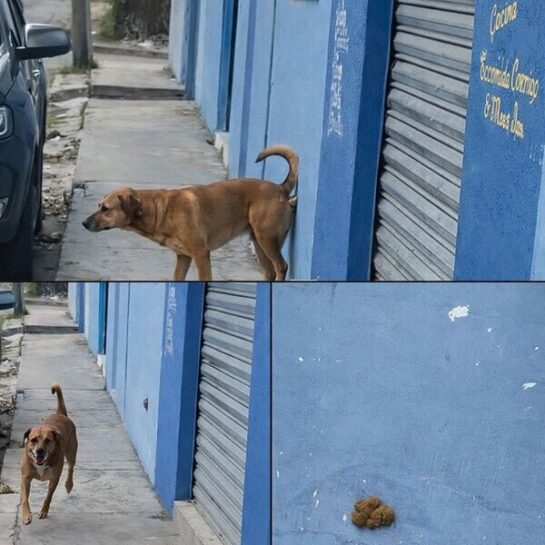 Los pinchis Therians pueden hacer esto? 6 tumblr 8e3edb35a0b6ad4e868cae8f14577e0c 904cee5d 640