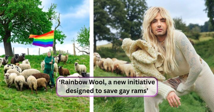 two pictures of sheep and people and rainbow wool a new initiative designed to save gay rams