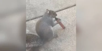 69c52ec1387440 898366221