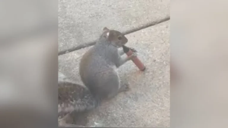 69c52ec1387440 898366221