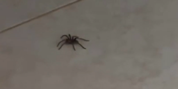 Captura de pantalla 2026 03 01 012521