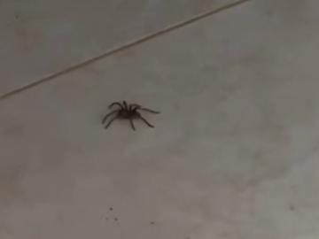 Captura de pantalla 2026 03 01 012521