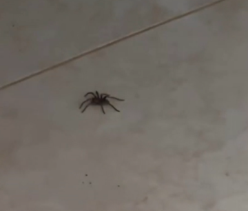 Captura de pantalla 2026 03 01 012521