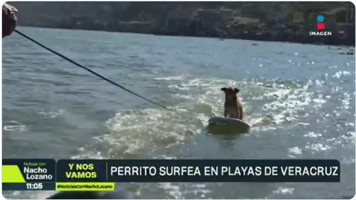 A perro de nombre Marihuano le encanta surfear. 1 Captura de pantalla 2026 03 04 023422