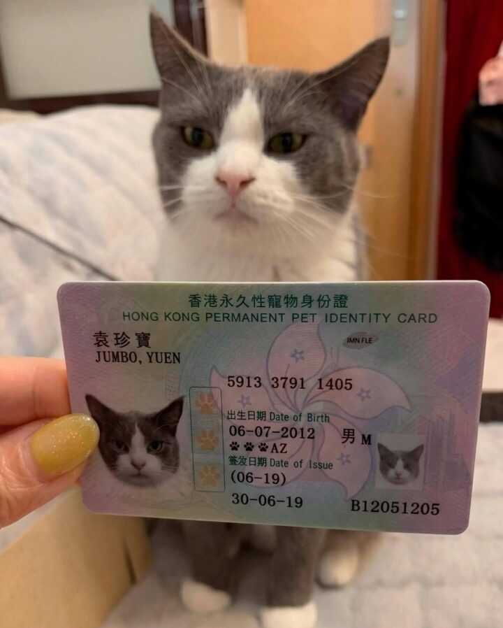 En Hong Kong, las mascotas tienen su propia Identificación Oficial. 6 HCezeANWwAAn8n 1