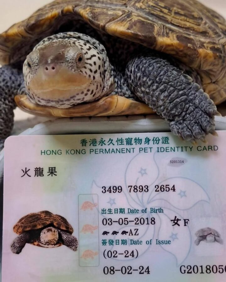 En Hong Kong, las mascotas tienen su propia Identificación Oficial. 5 HCezeAyWoAAF3XY 768x9571 1