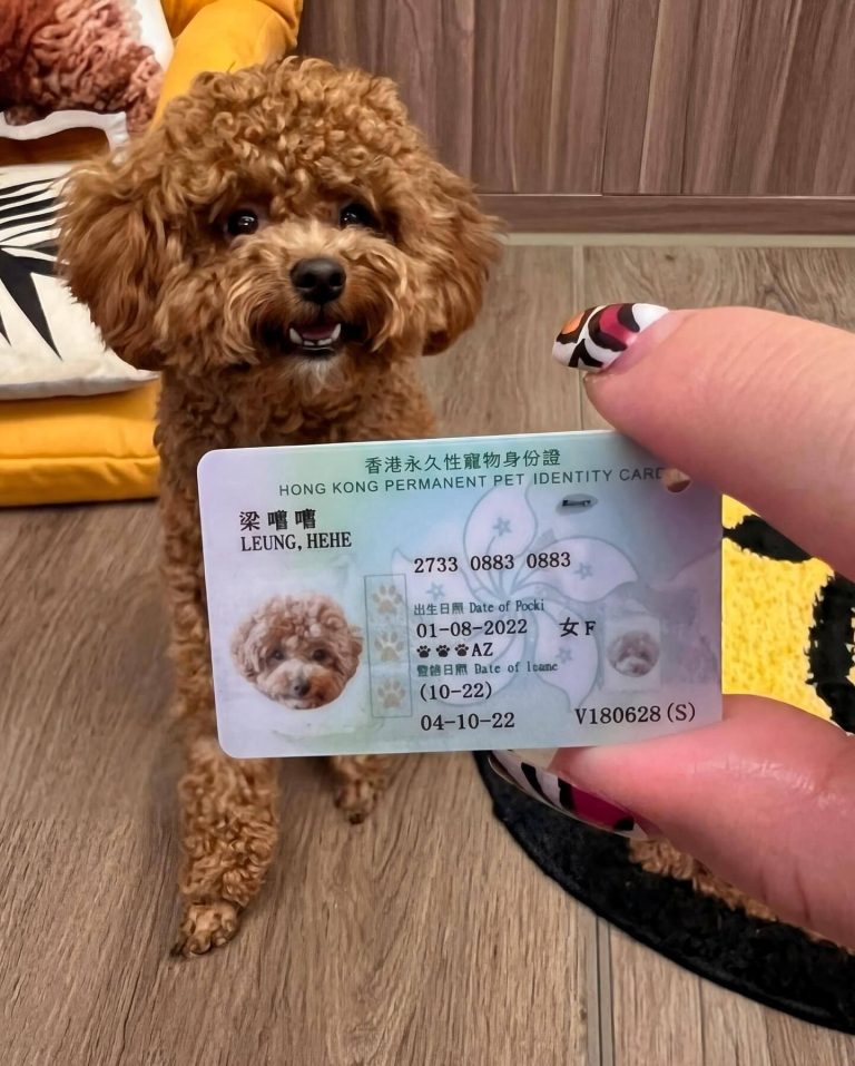 En Hong Kong, las mascotas tienen su propia Identificación Oficial. 1 HCezeBdXcAAlX6i 768x9571 1