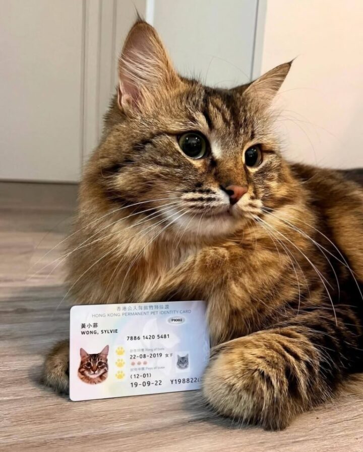 En Hong Kong, las mascotas tienen su propia Identificación Oficial. 3 HCezeFnX0AAscaW 768x9581 1