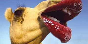 d17688f9aebff8dcd1dad7e5d7e75bd91