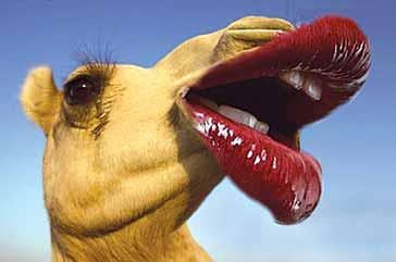 d17688f9aebff8dcd1dad7e5d7e75bd91