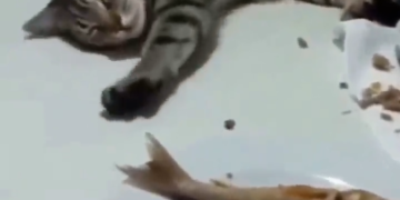 videoframe 1993