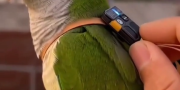 videoframe 680