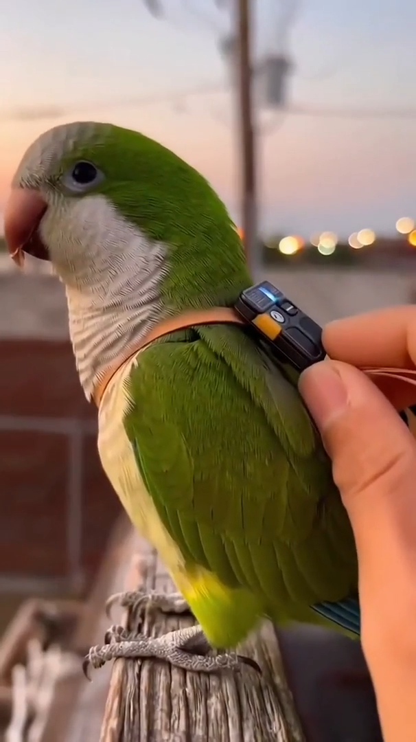 videoframe 680
