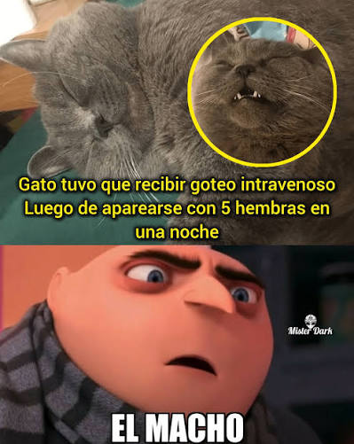 Gato se apareó con 5 hembras y terminó hospitalizado y con suerito! 6 werwer